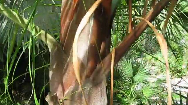 Dypsis sp. Hybrid "Tribear" palm смотреть онлайн
