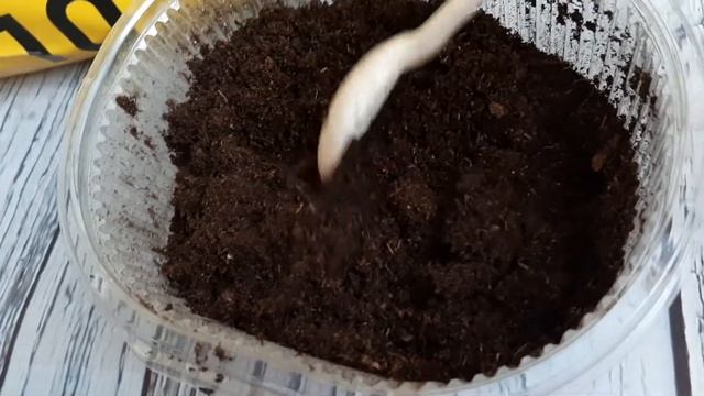 Грунт для глоксиний! смотреть онлайн