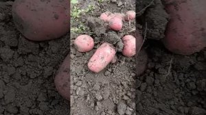 Картофель Сарпо мира, Уника, Шарвари пирошка и Сынок богатырь. 2023г.