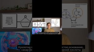 🦉Нуклеиновые кислоты