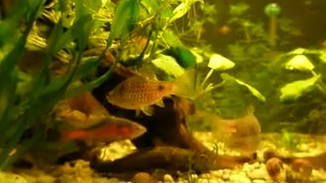 Barbus odessa - Puntius ticto смотреть онлайн