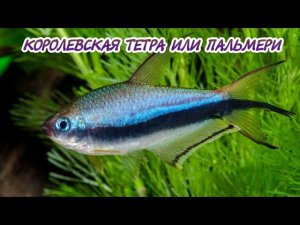 КОРОЛЕВСКАЯ ТЕТРА ИЛИ ПАЛЬМЕРИ.СОДЕРЖАНИЕ И РАЗВЕДЕНИЕ.