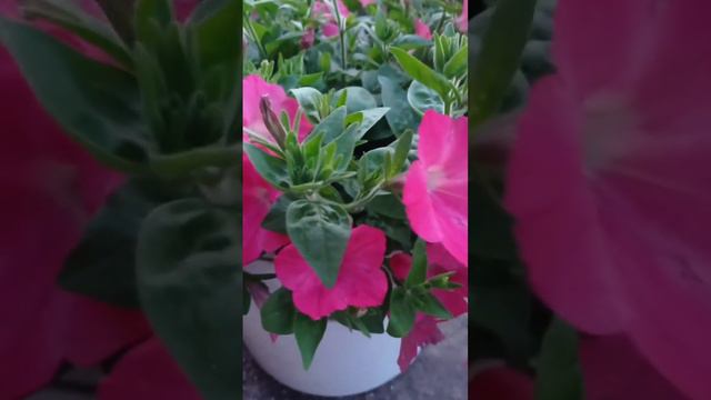 Петуния Изи Вейв Коралл Риф не перестает радовать смотреть онлайн