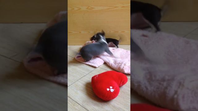 Чихуахуа - Дети Лилуши смотреть онлайн