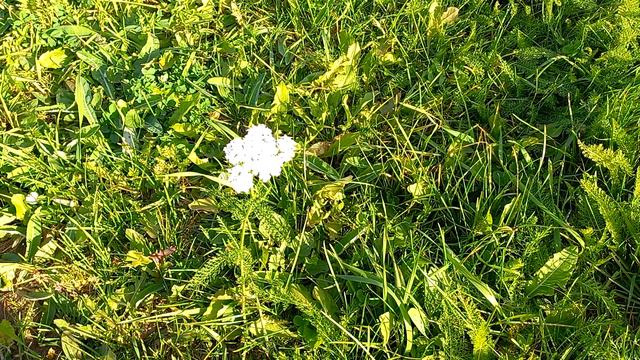 Что планировать в понедельник? смотреть онлайн