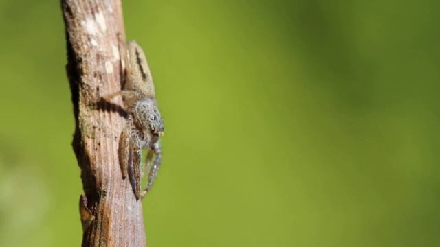 Jumping Spider (Marpissa radiata) смотреть онлайн