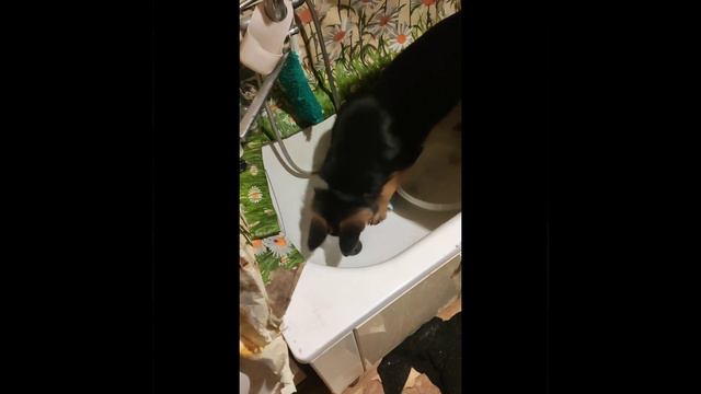 Овчарка Киара играет в ванной смотреть онлайн