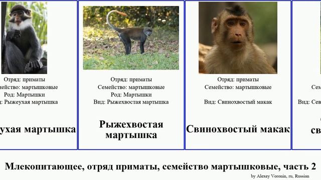 Млекопитающее, отряд приматы, семейство мартышковые, часть 2 макак мартышка тонкотел чёрный mammal смотреть онлайн