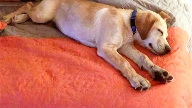 Щенок тонул в болоте, но то что произошло дальше верится с трудом смотреть онлайн