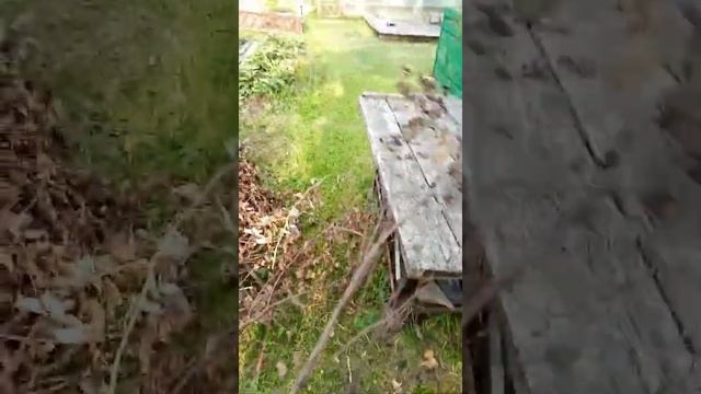 Измельчитель садовый электрический Sterwins 2800 Вт из Леруа Мерлен смотреть онлайн