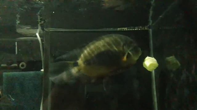 Уару - травоядная цихлида в аквариуме, Uaru amphiacanthoides feeding смотреть онлайн