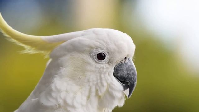 КАКАДУ В ДОМЕ | УХОД И СОДЕРЖАНИЕ КАКАДУ | ЧЕМ КОРМИТЬ КАКАДУ смотреть онлайн