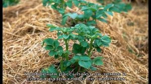 Как правильно посадить картофель под солому в огороде