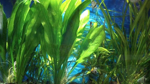 Эхинодорус Амазонский или "Амазонка" в аквариуме! смотреть онлайн