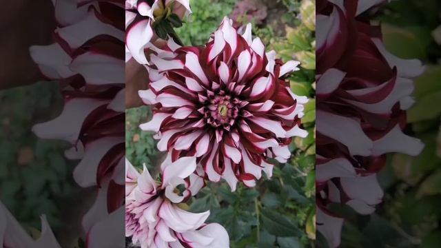 ??Розы и другие цветы в моем саду Лето 2021 ?? смотреть онлайн