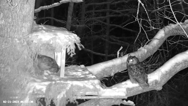 Presenting Mr. and Mrs. Eagle Owl ? 02/21/23 05:25 смотреть онлайн