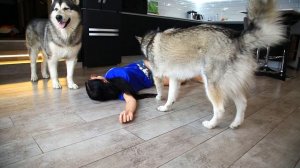 Хозяин ТЕРЯЕТ СОЗНАНИЕ - реакция собаки / пранк над хаски