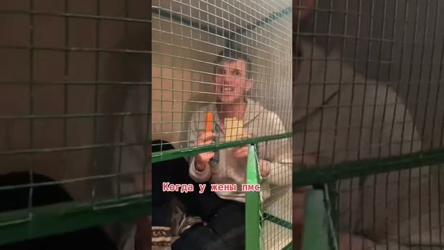 Когда у жены эти дни, то я спасаюсь как могу смотреть онлайн
