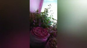 Подкормка нашатырём рассады цветов