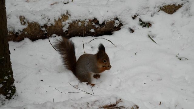 Panasonic LUMIX DMC-G80: 4K-видео