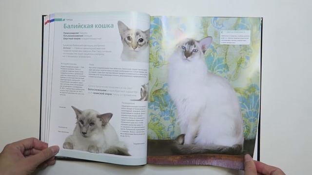 Самая полная иллюстрированная энциклопедия КОШКИ, всё самое важное о воспитании и уходе за кошкой смотреть онлайн