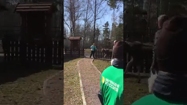 Всероссийский экологический субботник «Зеленая Россия» в национальном парке «Лосиный остров» смотреть онлайн