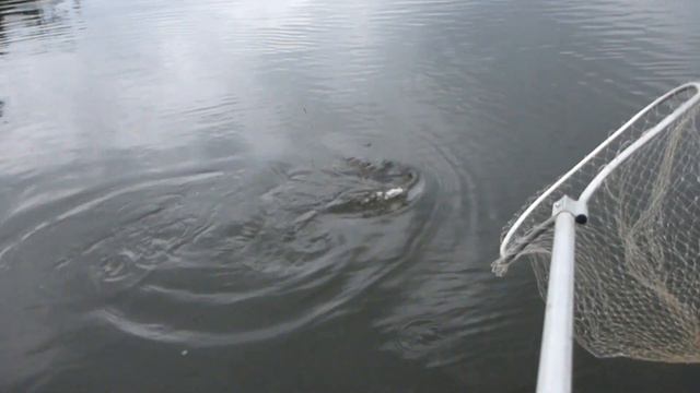 Щука 10800, река Ляпин, или как надо работать подсаком смотреть онлайн