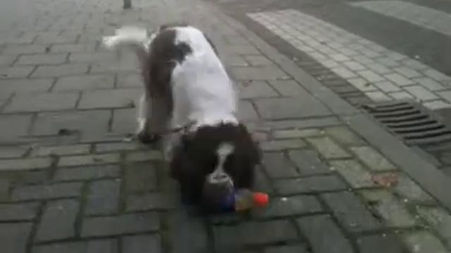 Morris verzamelt plastic flesjes смотреть онлайн