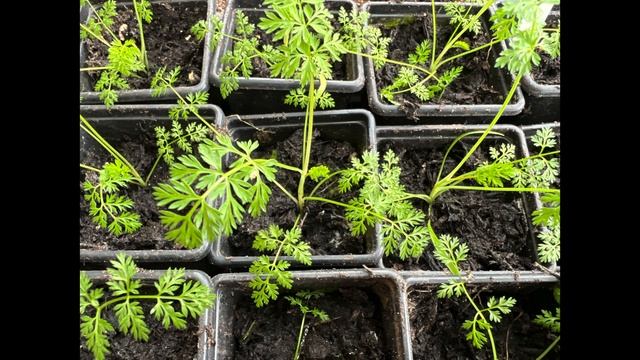 How To Grow Orlaya Grandiflora