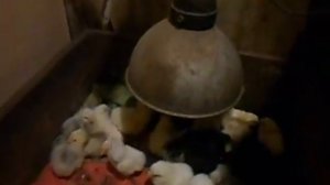 Как и чем правильно кормить цыплят.Как приучить цыплят к еде в первый день.Инкубатор квочка.