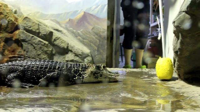 Melanosuchus niger \ Знакомимся с черным кайманом! смотреть онлайн