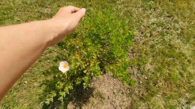 ЛАПЧАТКА КУСТАРНИКОВАЯ. ВИДЕООБЗОР! смотреть онлайн