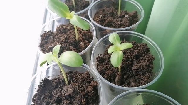 Подсолнух лучше садить рассадой. ЭТО ВАЖНО!!! смотреть онлайн