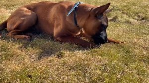 Осторожно, тайский риджбек!? Уничтожит Ваш дом или нет?