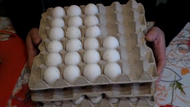 По чём инкубационное яйцо у несушки Леггорна смотреть онлайн