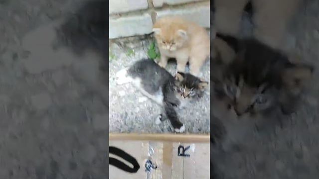 Эти котята ищут своего человека, им нужен дом, любовь и ласка... смотреть онлайн