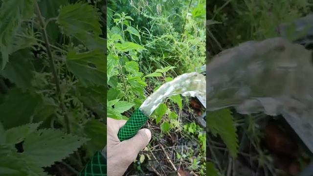 Абиссинский колодец / Скважина Липецк 89202448919 смотреть онлайн