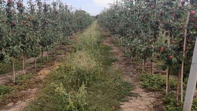 Мульчер Арпал 1100. В роботі та результат. смотреть онлайн