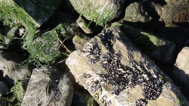 Мелкие плантации мидий на камнях Азовского моря смотреть онлайн