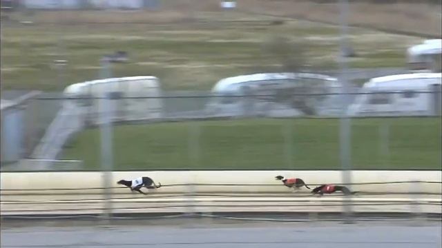 Greyhound 2022 -04.04.2022 trial 8 смотреть онлайн