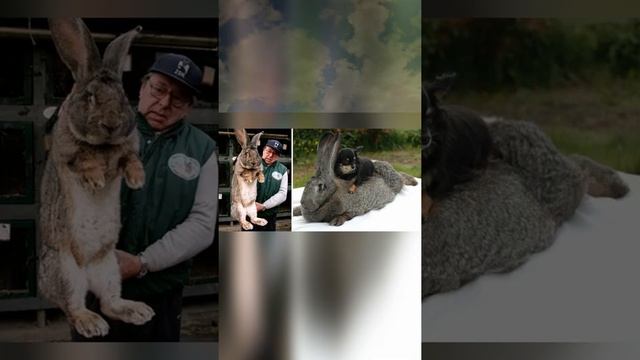 Кролики интересные факты /Сколько живут кролики? смотреть онлайн