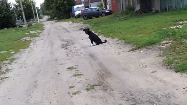 Черная глухая собака на бездорожье в поселке Ивановка смотреть онлайн