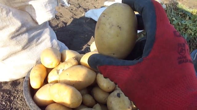 Уборка картофеля 2020г смотреть онлайн