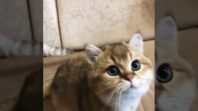 Самые красивые котята. смотреть онлайн