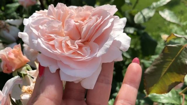 Описание розы Роз де Толбиак | Летнее цветение смотреть онлайн