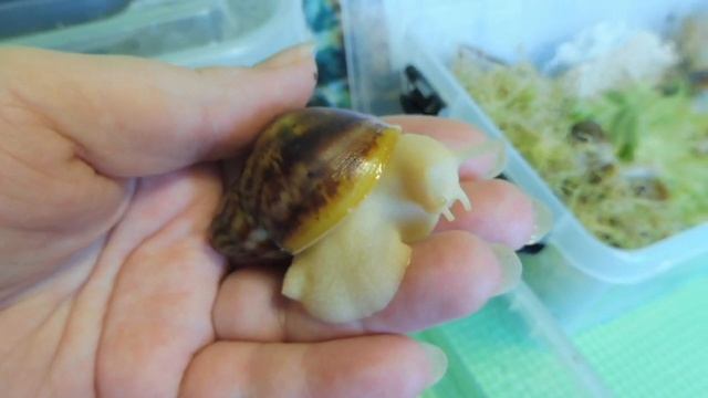 #УБОРКАУУЛИТОКАХАТИН# КАК ЧАСТО МЕНЯТЬ ГРУНТ #ПОЧЕМУНЕРАСТЕТУЛИТКА#КУПЛЮАХАТИНПРОДАЮ смотреть онлайн