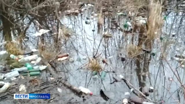 Заволгой в канаве обнаружили самца дикой утки: что заставило птицу остаться в таком месте? смотреть онлайн