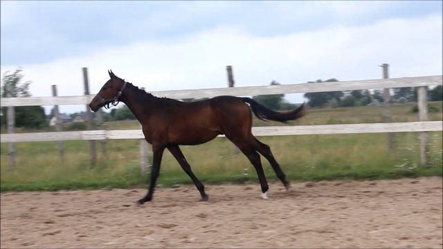 Дарк Принц (Добромир хх - Пассифлора)
