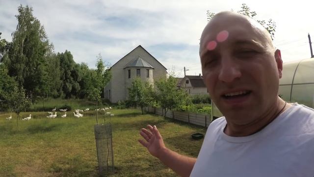 Гуси уничтожат вам всю траву и деревья,или есть способ этого избежать. смотреть онлайн