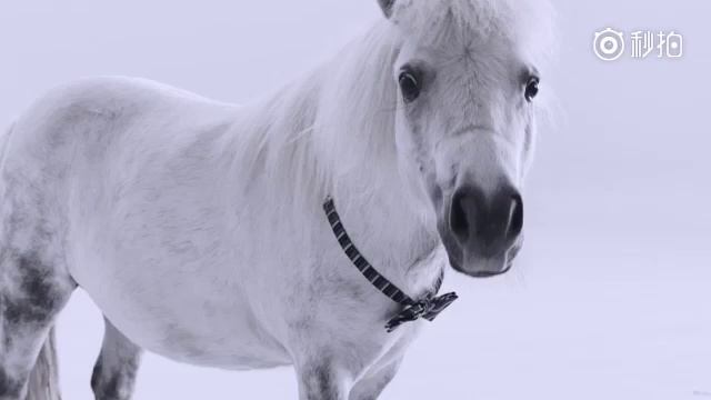 NEW Ninebot Plus Hoverboard | Ninebot Srbija